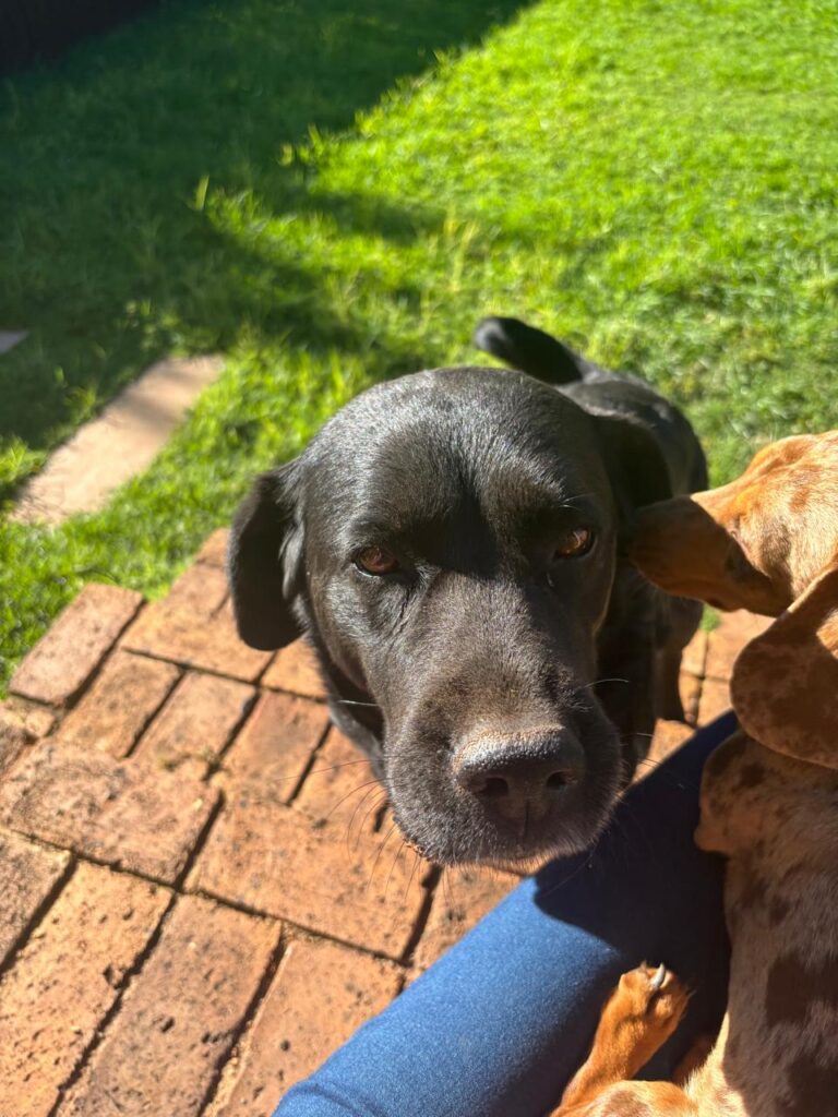 Black Labrador available for adoption in Krugersdorp
