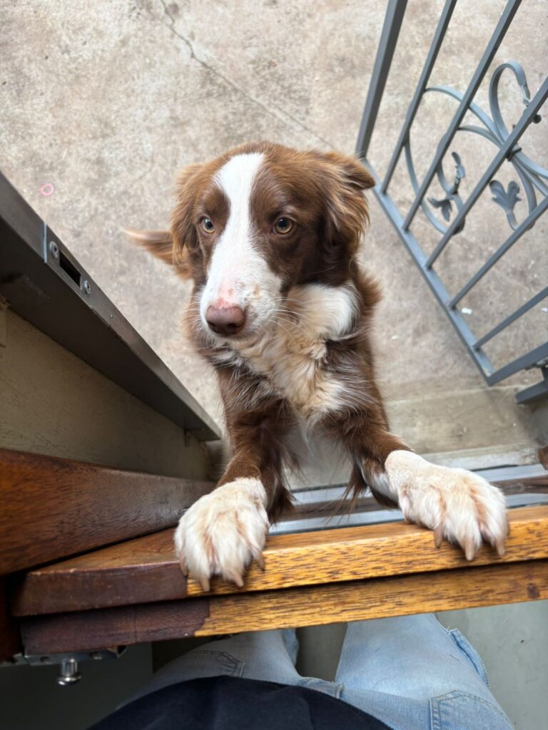 #307 - Adopt - Luna, 3yr old Border Collie, Krugersdorp 1 Border Collie, 3 yrs old needs to be adopted in krugersdorp