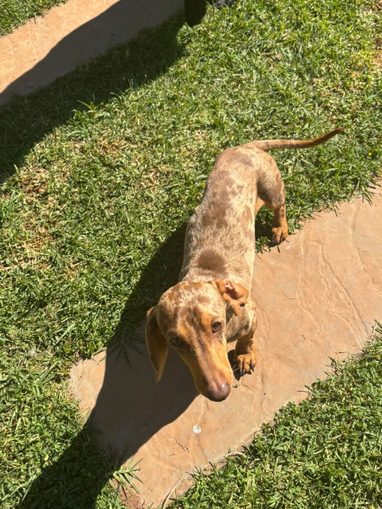 #308 - Adopt - Diesel Playful Dachshund 3yrs old, Krugersdorp 3 Krugersdorp male dachshund up for adoption