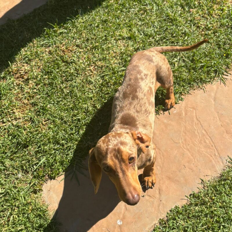 Male Dachshund available for adoption in Kurgersdorp