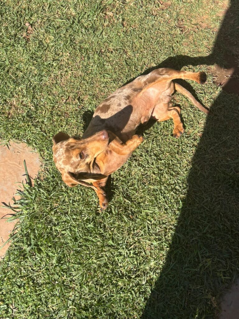 #308 - Adopt - Diesel Playful Dachshund 3yrs old, Krugersdorp 1 Dachshund needs to be rehomed in Krugersdorp