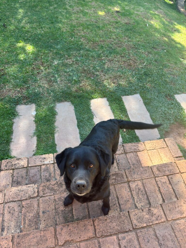 Maui black labrador ready for adoption