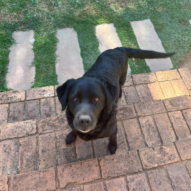 Labrador - from Klerksdorp to be adopted