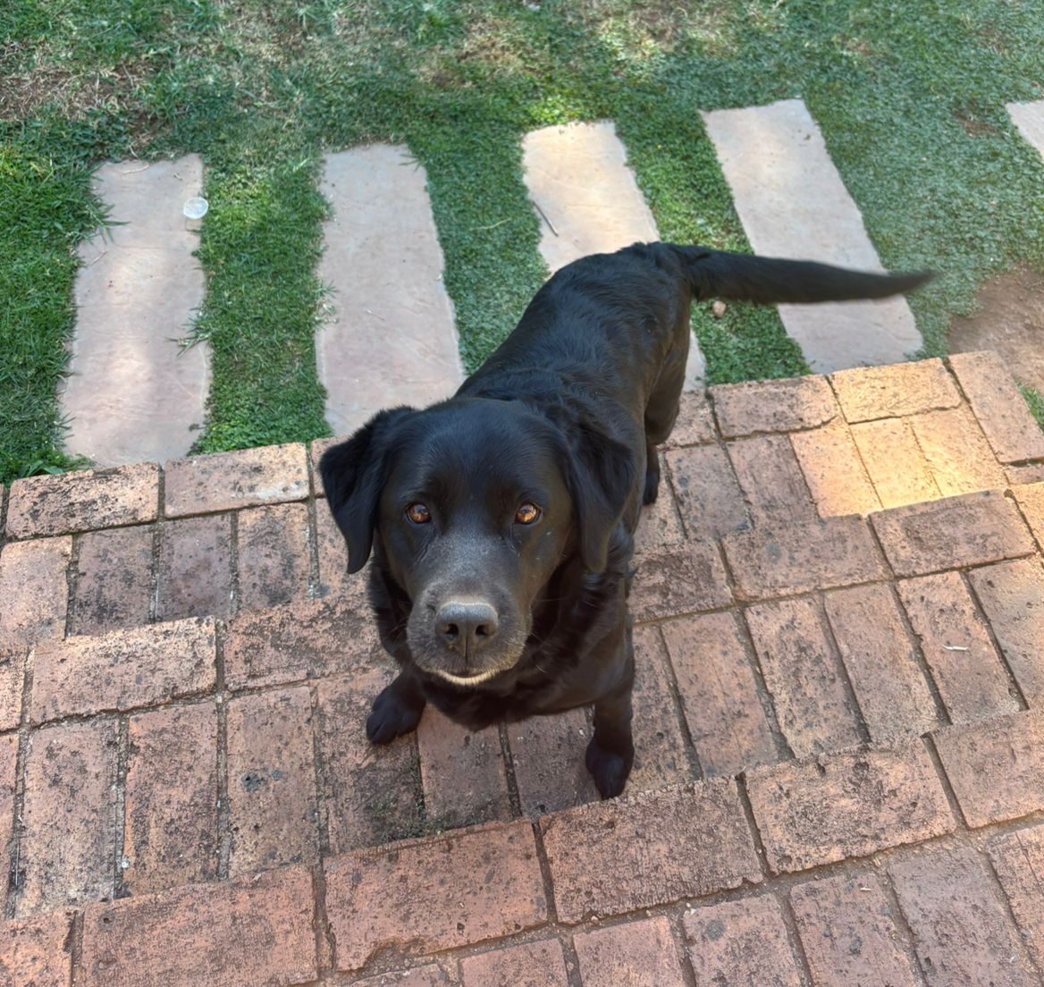 #306 - Adopt - Maui, Labrador (10yrs), Krugersdorp 5 #306 – Adopt – Maui, Labrador (10yrs), Krugersdorp