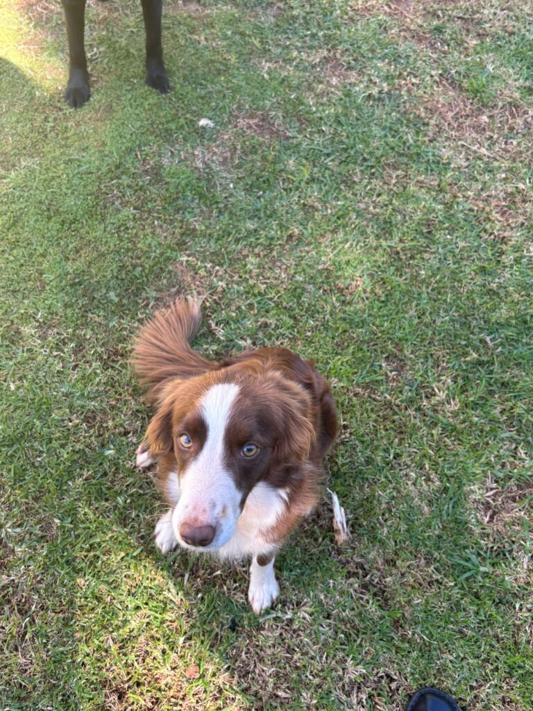 #307 - Adopt - Luna, 3yr old Border Collie, Krugersdorp 2 Luna - Border Collie female ready for adoption in krugersdorp