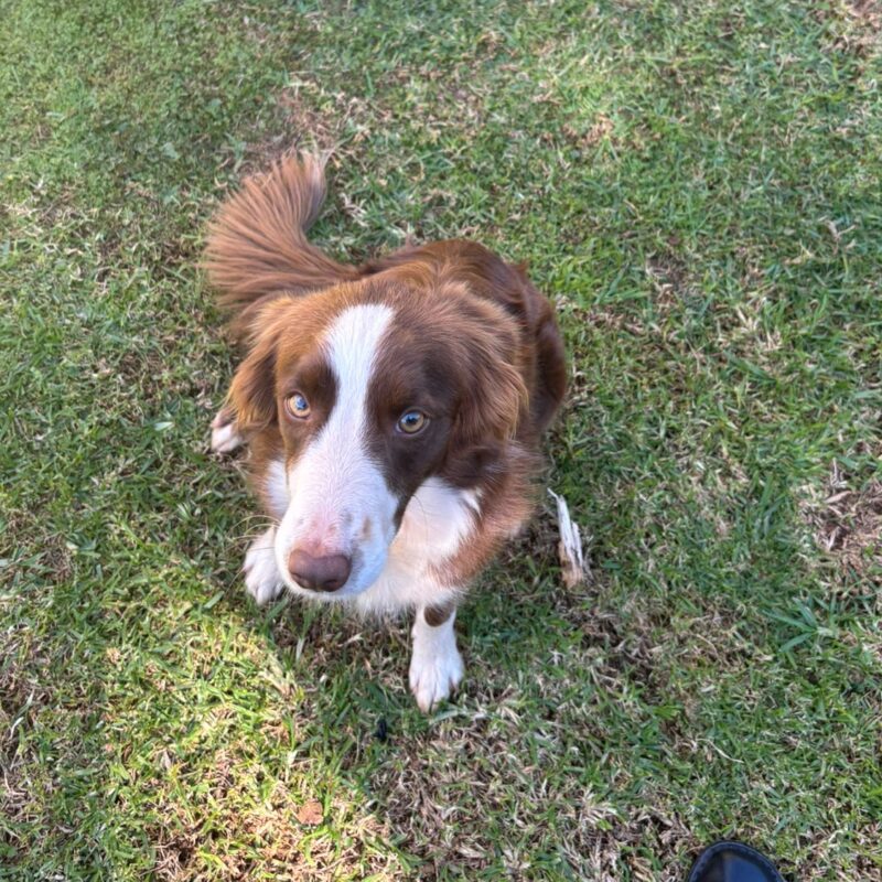 Luna - Border Collie female ready for adoption in krugersdorp