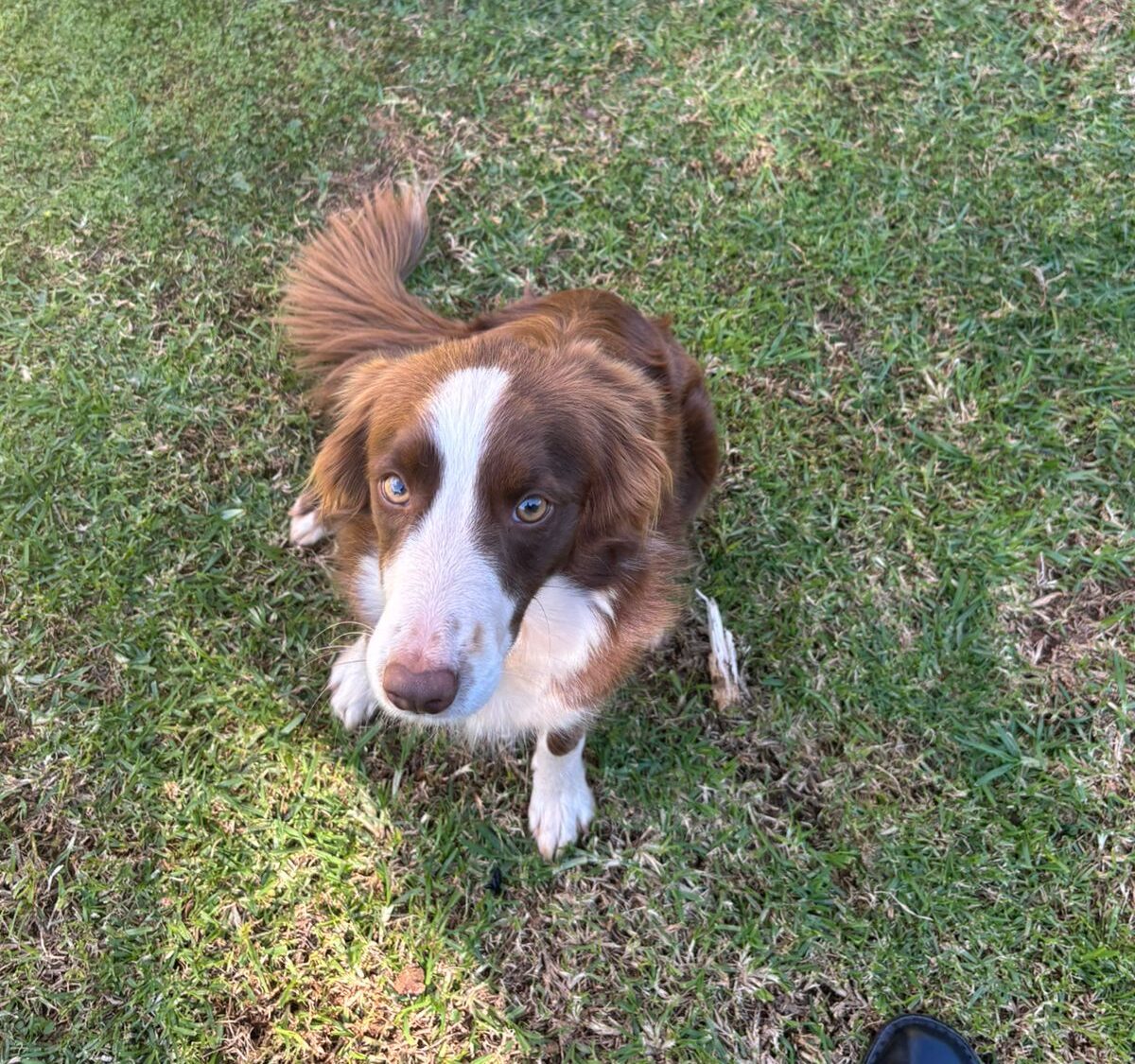 #307 - Adopt - Luna, 3yr old Border Collie, Krugersdorp 3 #307 – Adopt – Luna, 3yr old Border Collie, Krugersdorp