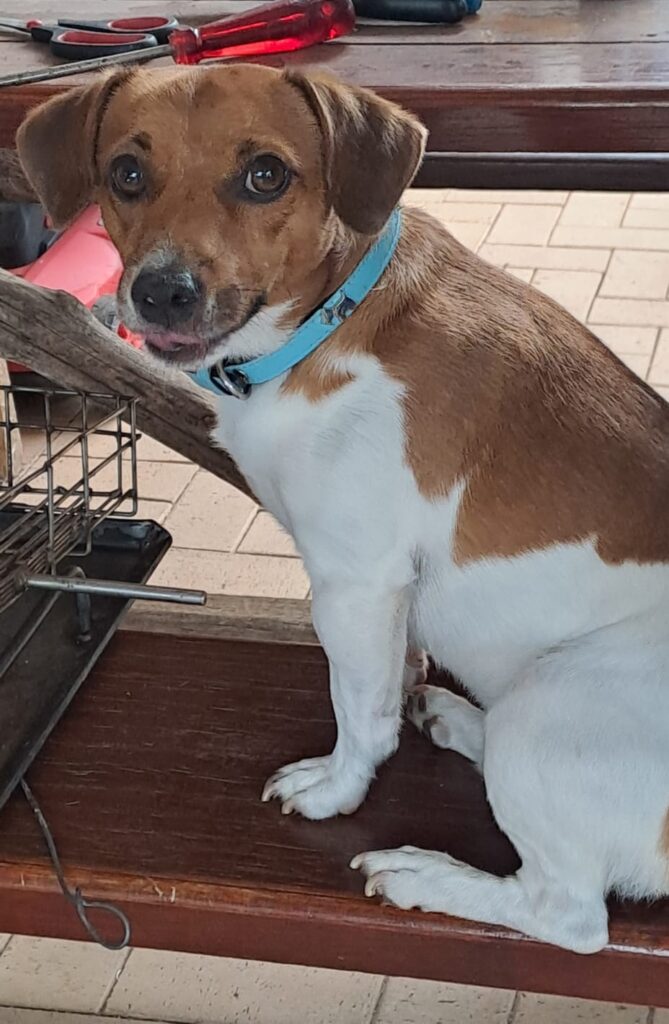 6 yr old Jack Russel ready for adoption