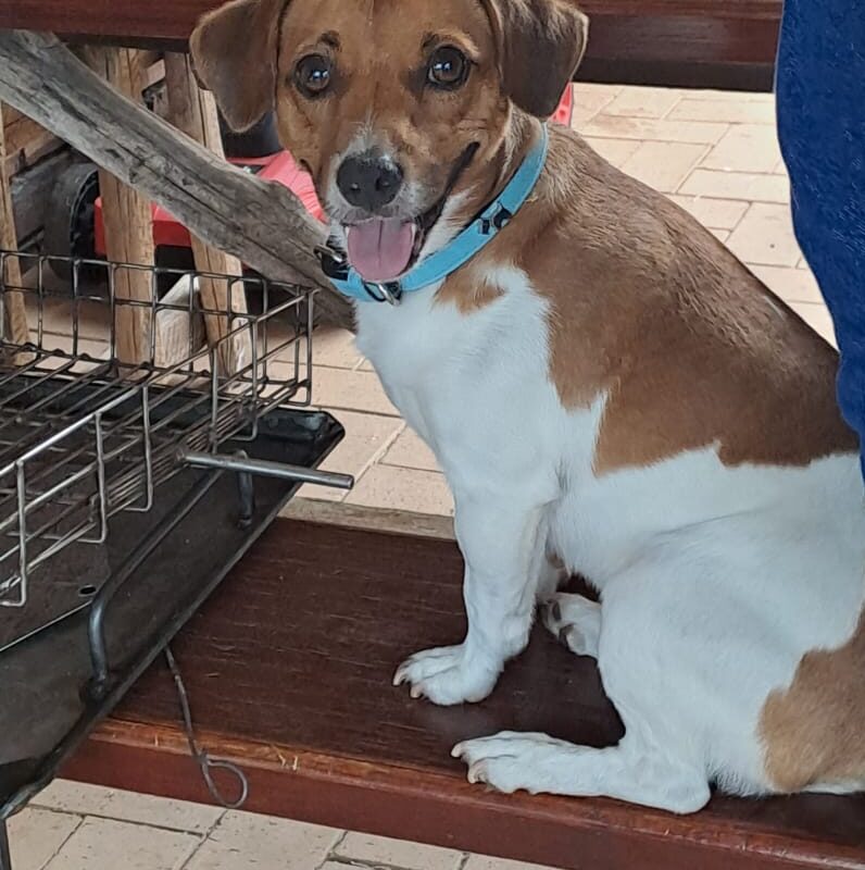 Asie, Male Jack Russel to be adopted