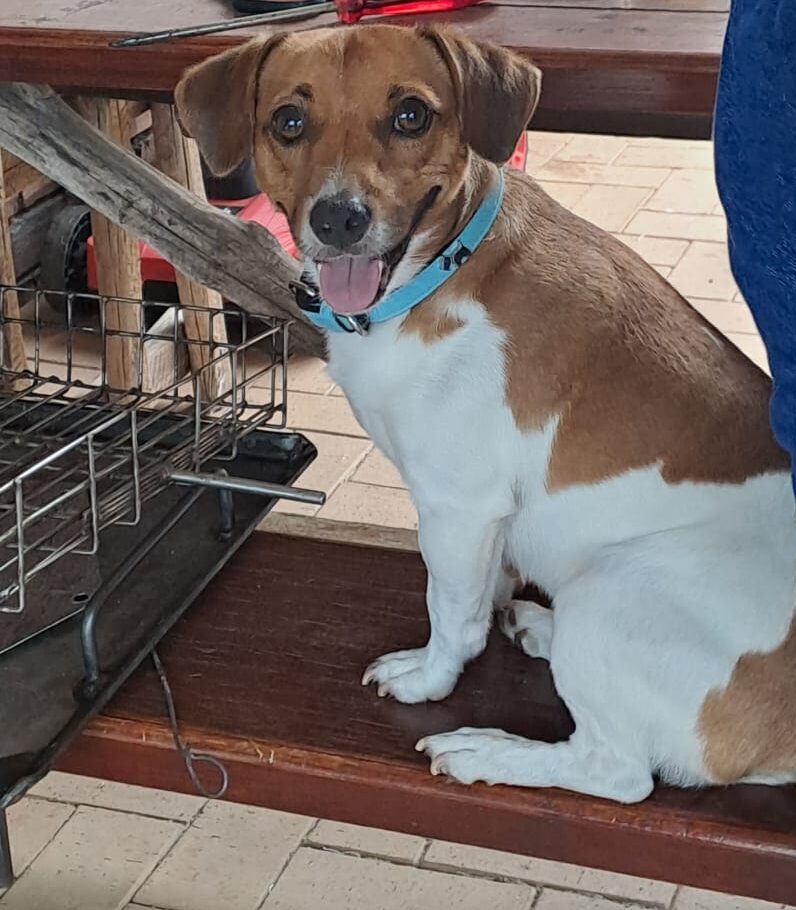 #305 – Adopt – Asie (male) 6yrs old (Jack Russel), Klerksdorp