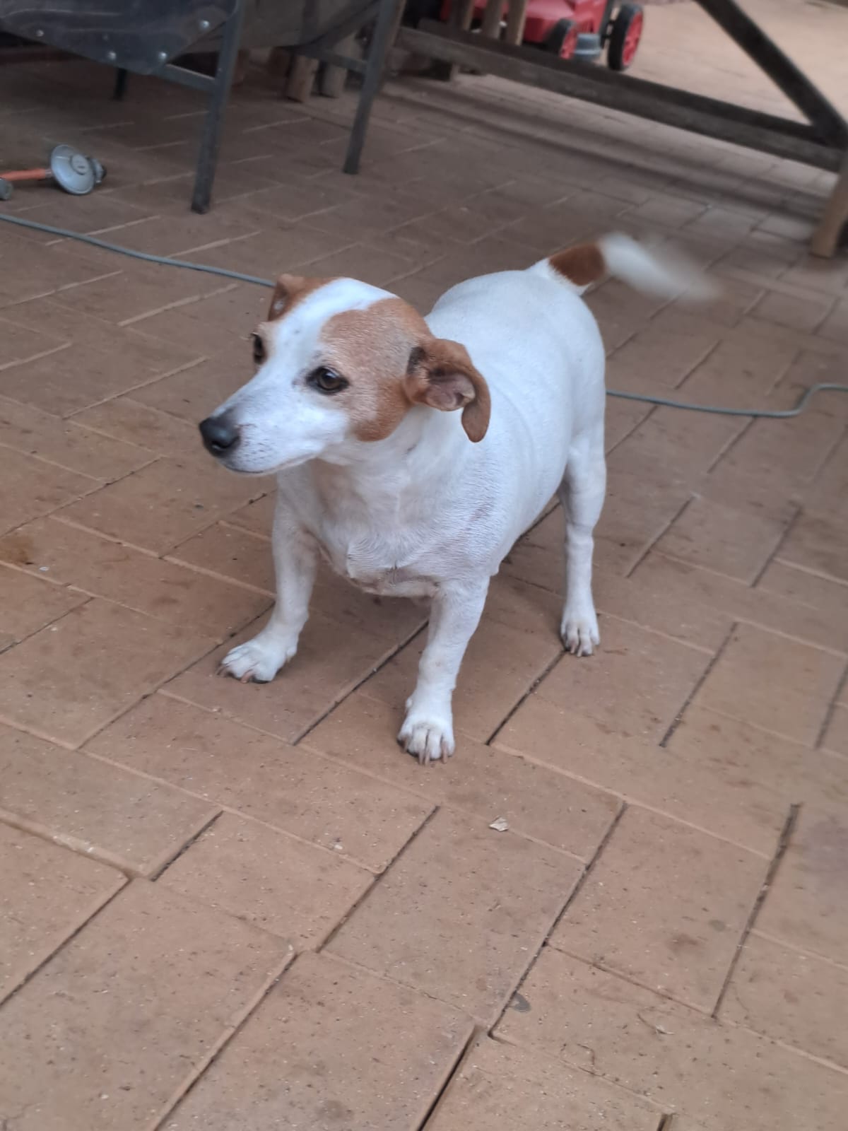 #304 – Adopt – Bubbles 6 yrs old (Female Jack Russel Terrier) – Klerksdorp