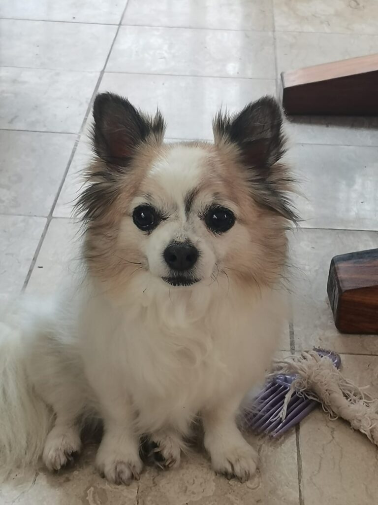 Sweet Soul Chichuahua needs somebody that understands him