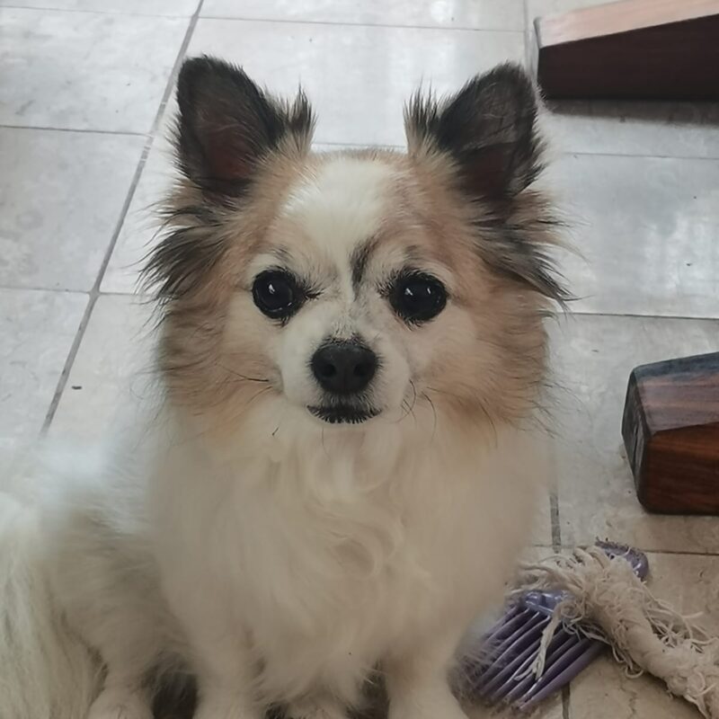 Ozzy, Chihuahua from Groot Brak needs to be rehomed