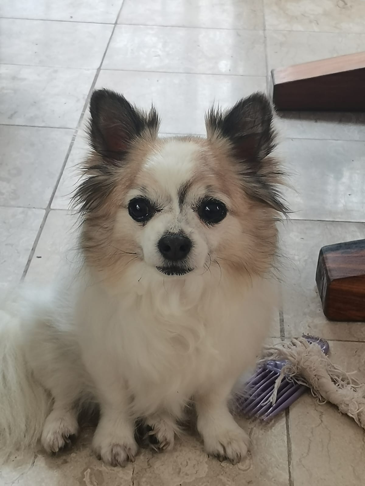 #309 - Adopt - OZZY, 9yr old Chihuahua - Brakrivier, Western Cape 4 #309 – Adopt – OZZY, 9yr old Chihuahua – Brakrivier, Western Cape