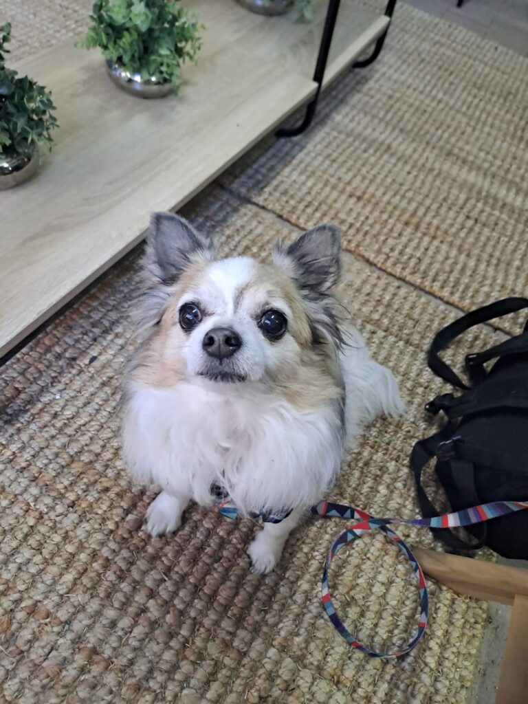 Frightened little chihuahua needs to be rehomed from Groot Brak