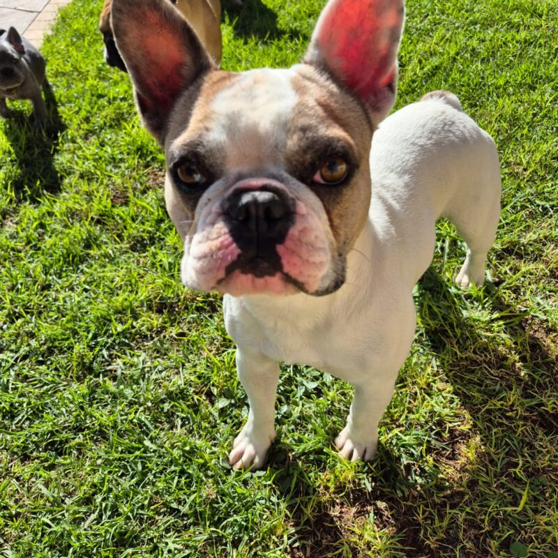 French Bulldog available for adoption Gauteng