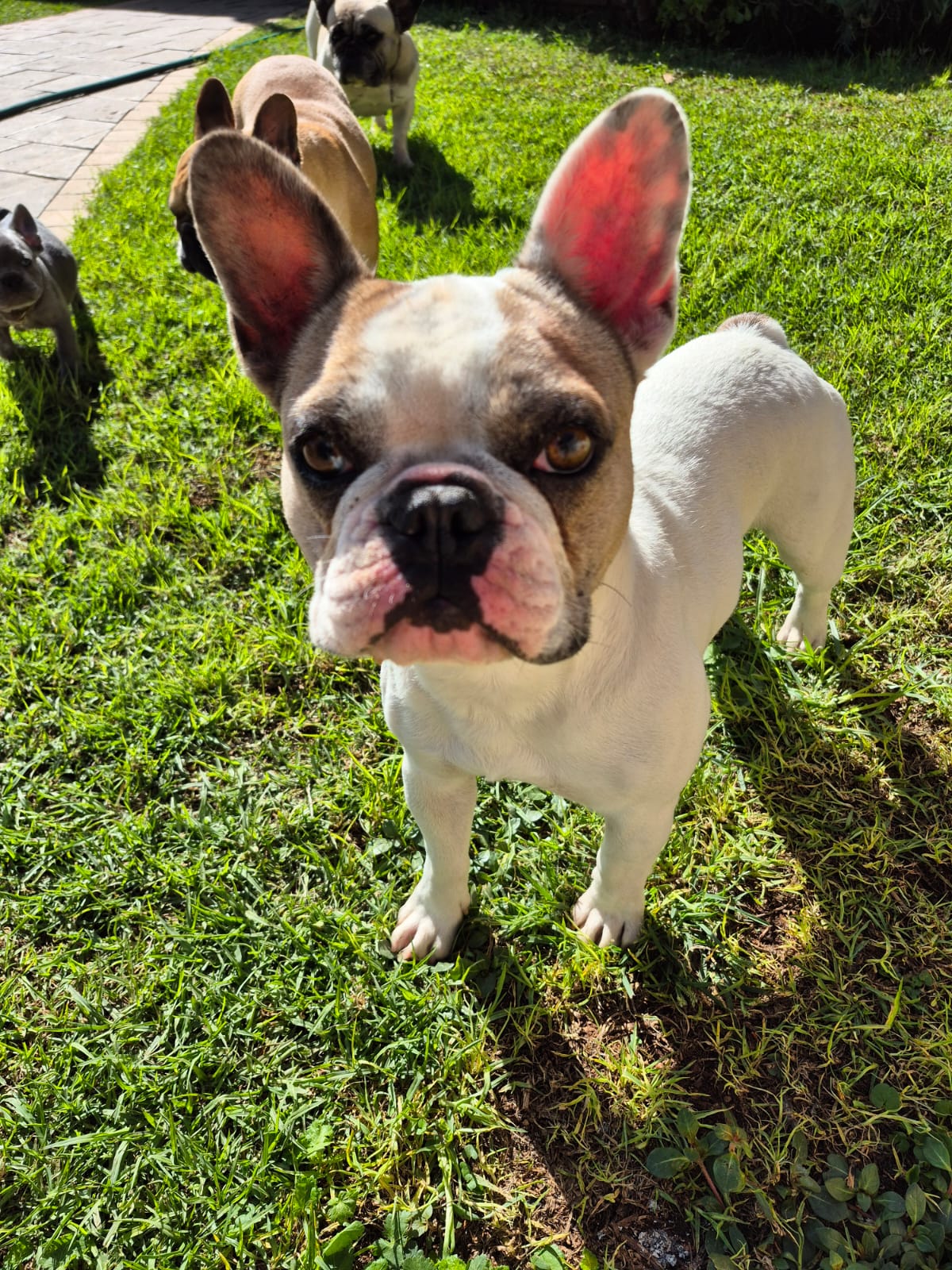 #310 - Adopt - Leo, 2yr old, French Bulldog, Randburg 1 #310 – Adopt – Leo, 2yr old, French Bulldog, Randburg