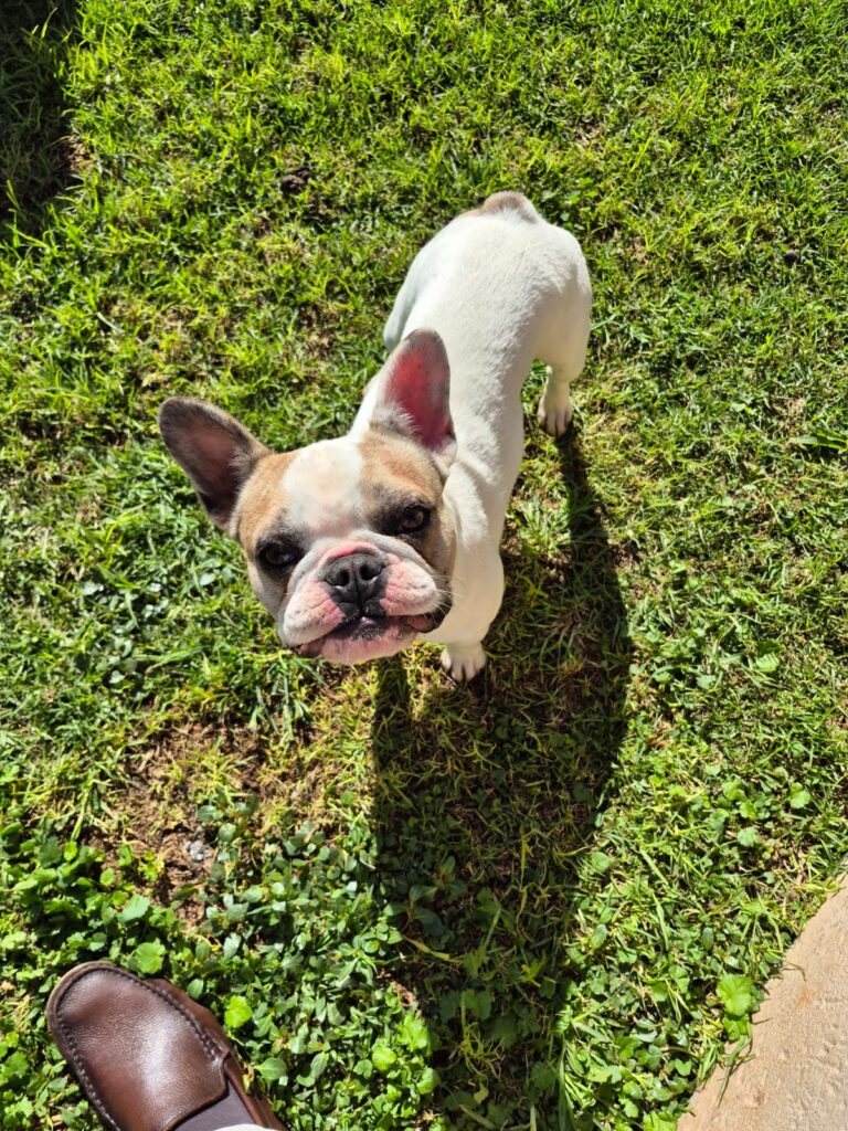 Adorable French Bulldog ready for adoption