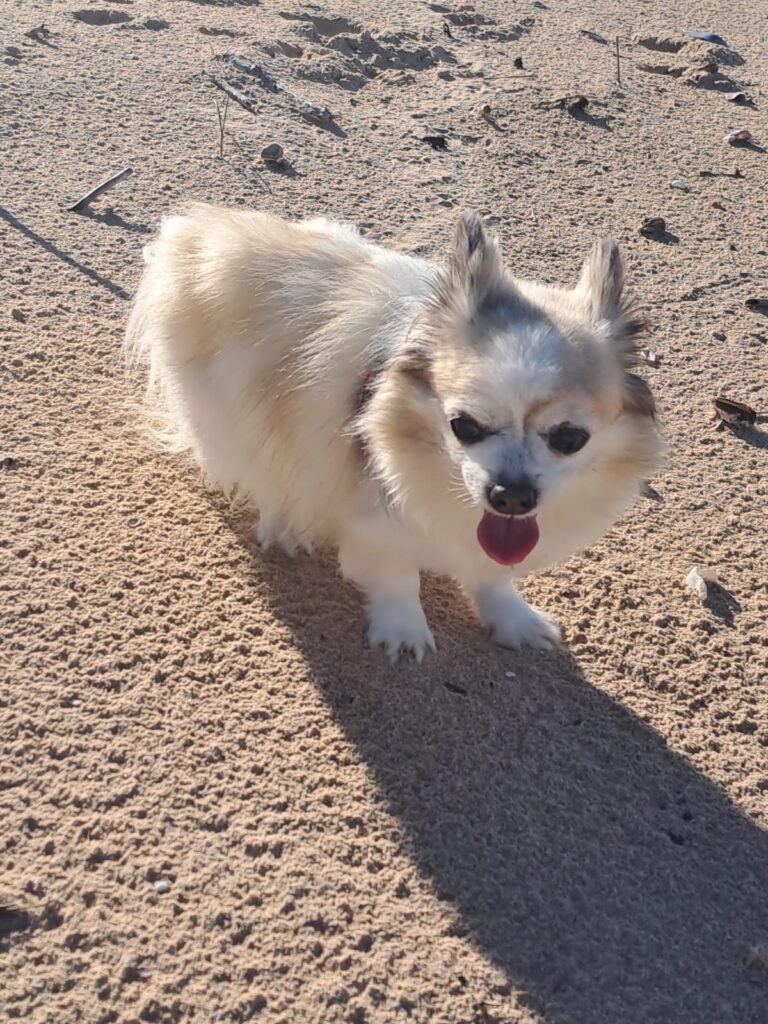 Ozzy taking a stroll and needs to be adopted