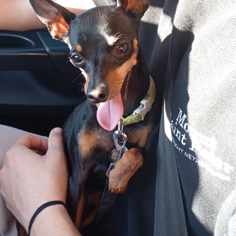 Rat, Doberman Pinscher loves drives and needs to be adopted