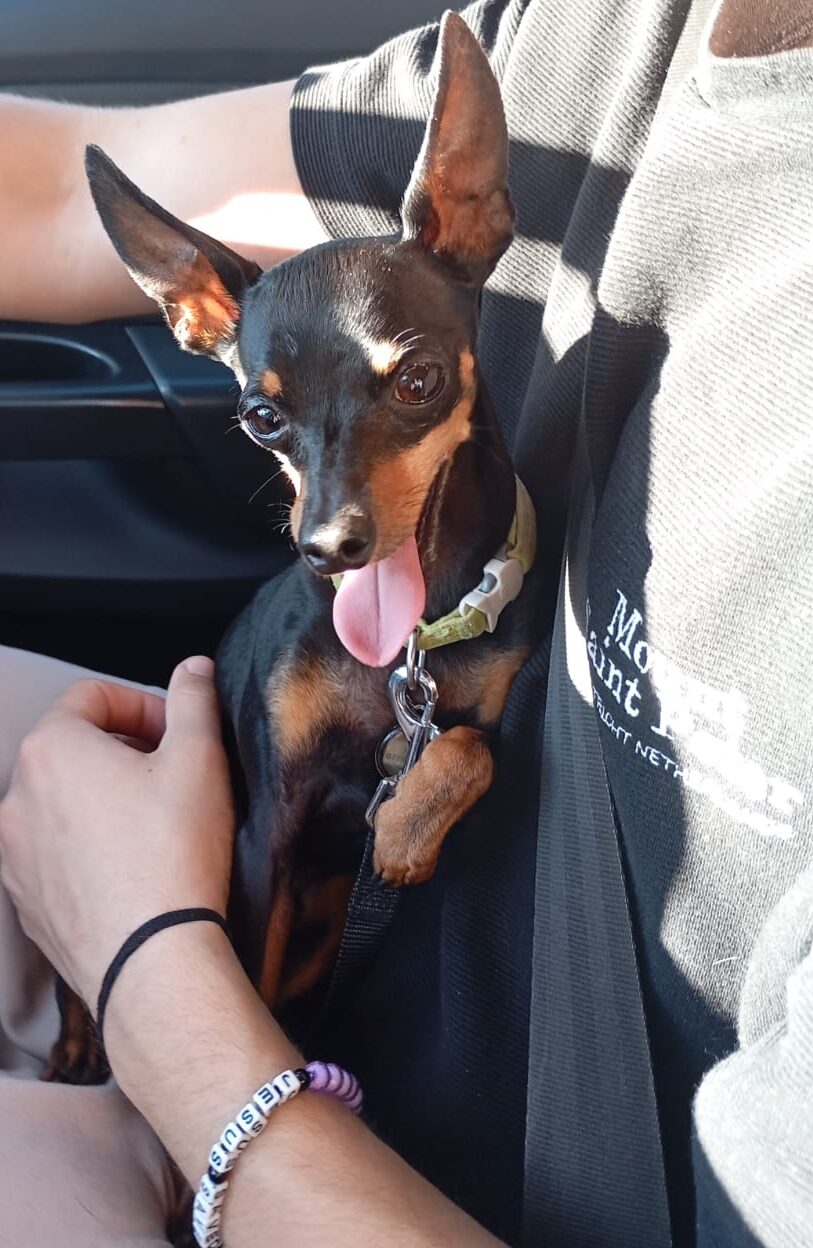 #314 - Adopt - RAT, 6-yr-old Miniature Doberman Pinscher, Gauteng 1 #314 – Adopt – RAT, 6-yr-old Miniature Doberman Pinscher, Gauteng