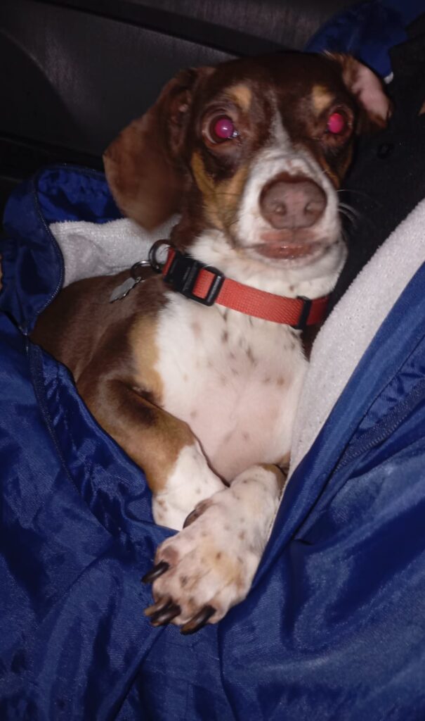 Zulu, Piebald Dachshund loves cuddles needs to be adopted