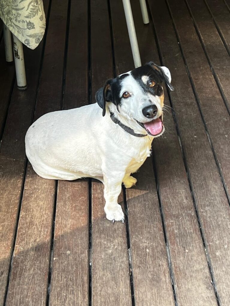 Pretoria, Jack Russel X up for adoption