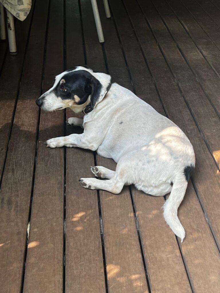 Snookie, Jack Russel Mix loves walks and needs to be adopted