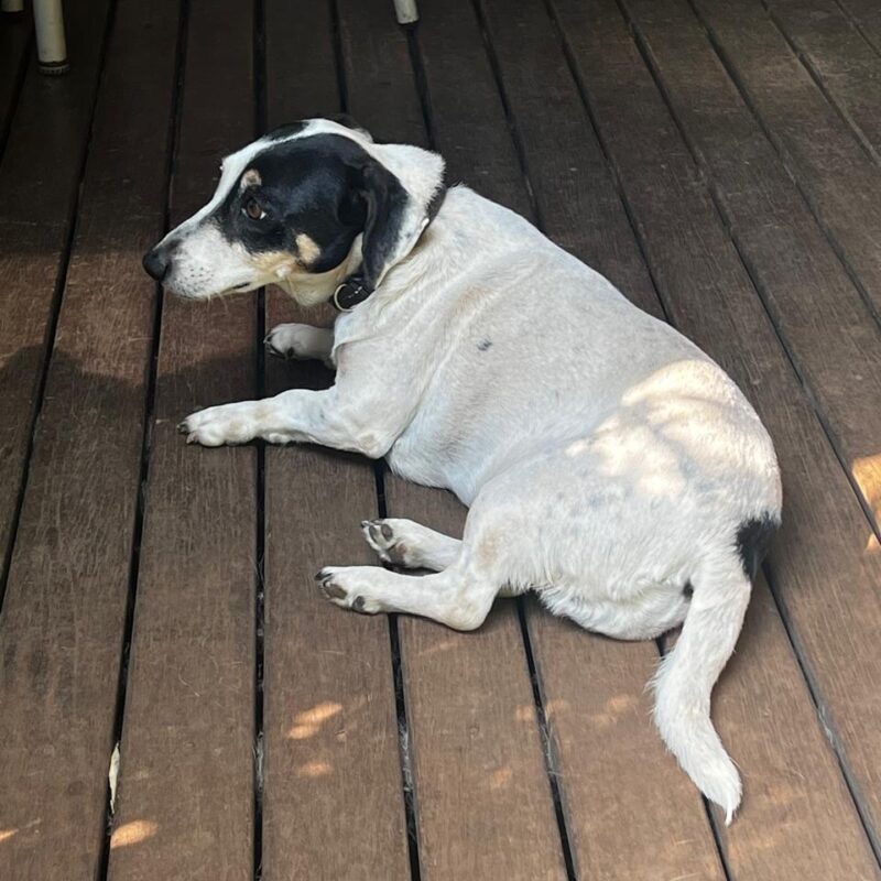 Snookie Jack Russel X Fox Terrier needs to be adopted in Pretoria