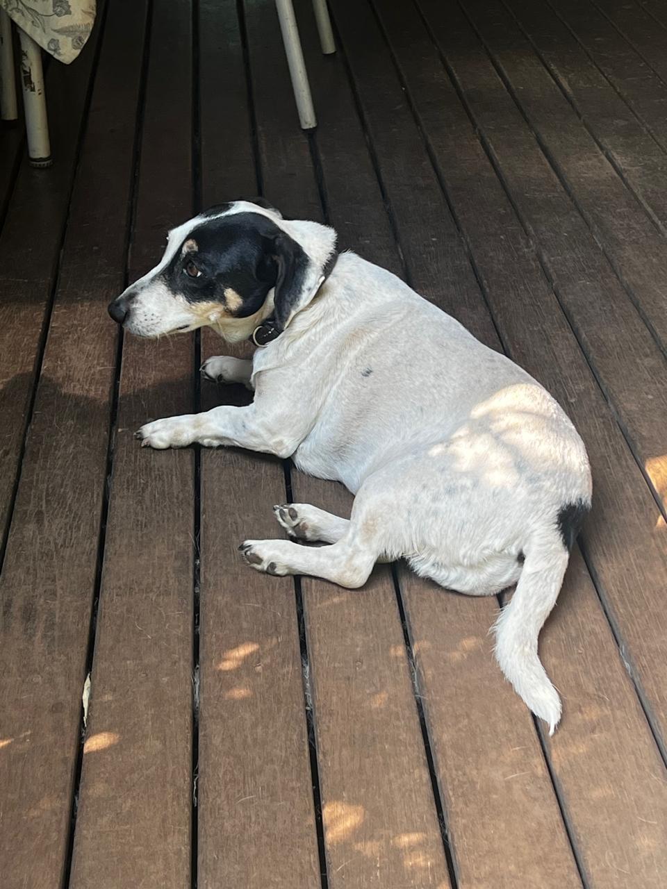 #312 - Adopt - Snookie: 10-year-old female Jack Russell and Fox Terrier mix - Pretoria 4 #312 – Adopt – Snookie: 10-year-old female Jack Russell and Fox Terrier mix – Pretoria