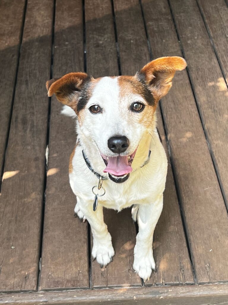 Jack Russel Fox X from Pretoria Needs to be adopted 