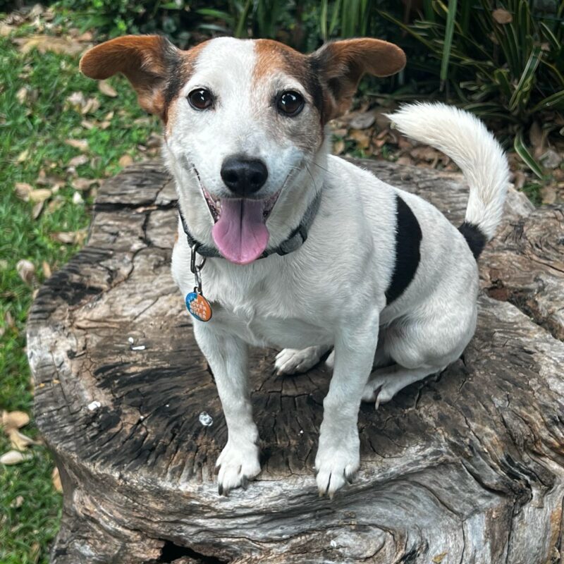Marshall the Jack Russel Fox Terrier from Pretoria needs to be adopted