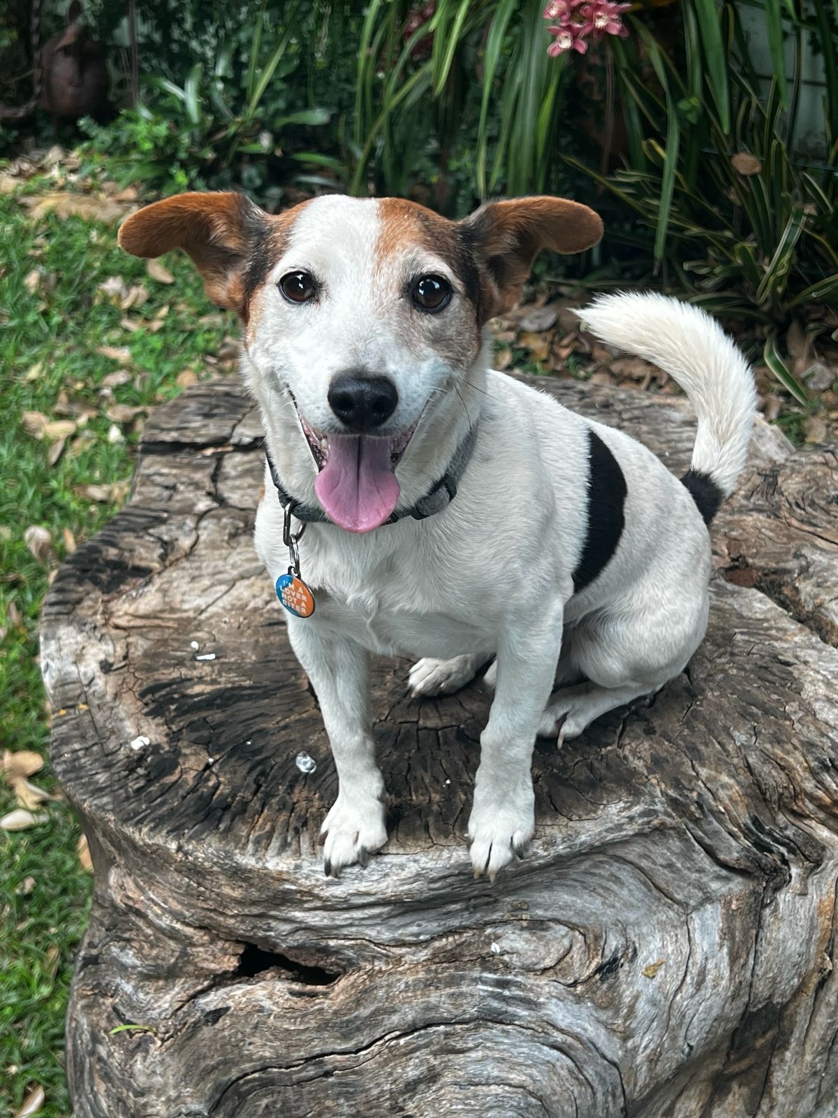 #311 - Adopt - Marshal: 9-year-old Jack Russel Fox Terrier X - Pretoria 3 #311 – Adopt – Marshal: 9-year-old Jack Russel Fox Terrier X – Pretoria
