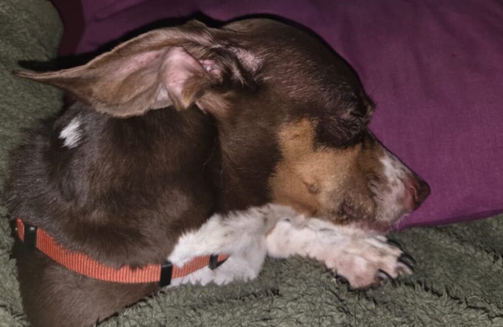Piebald Dachshund needs to be adopted from Gauteng
