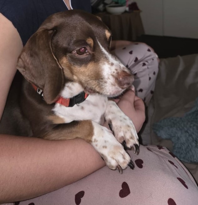 Piebald Dachshund available for adoptions