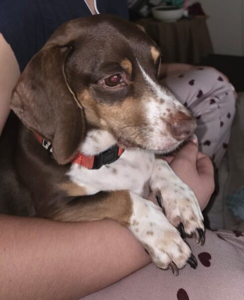 #313 - Adopt: Zulu, 5-year-old Piebald Dachshund - Gauteng 2 #313 – Adopt: Zulu, 5-year-old Piebald Dachshund – Gauteng