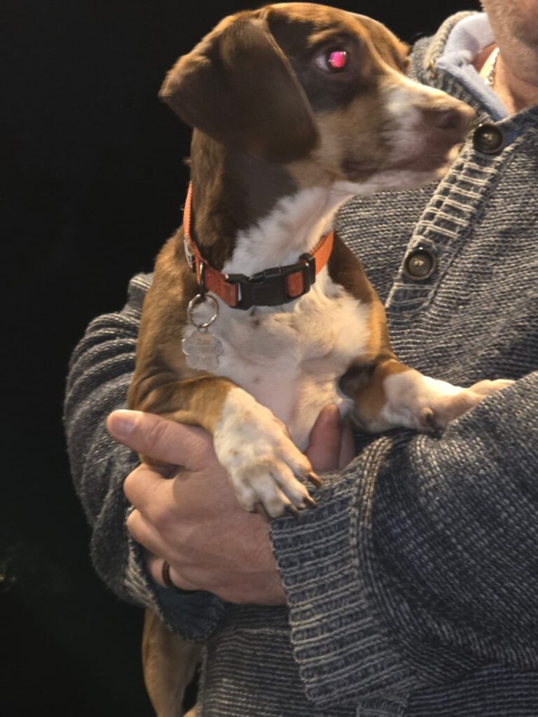 Piebald Dachshund from Fourways up for adoptions