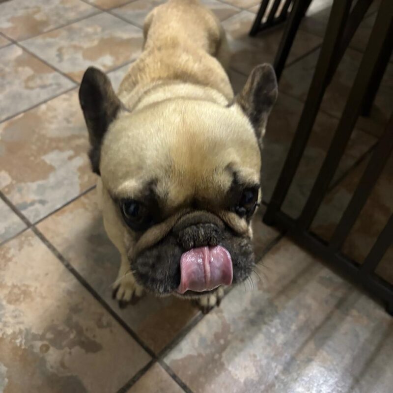 Harvey, Frenchie needs to be adopted in Krugersdorp