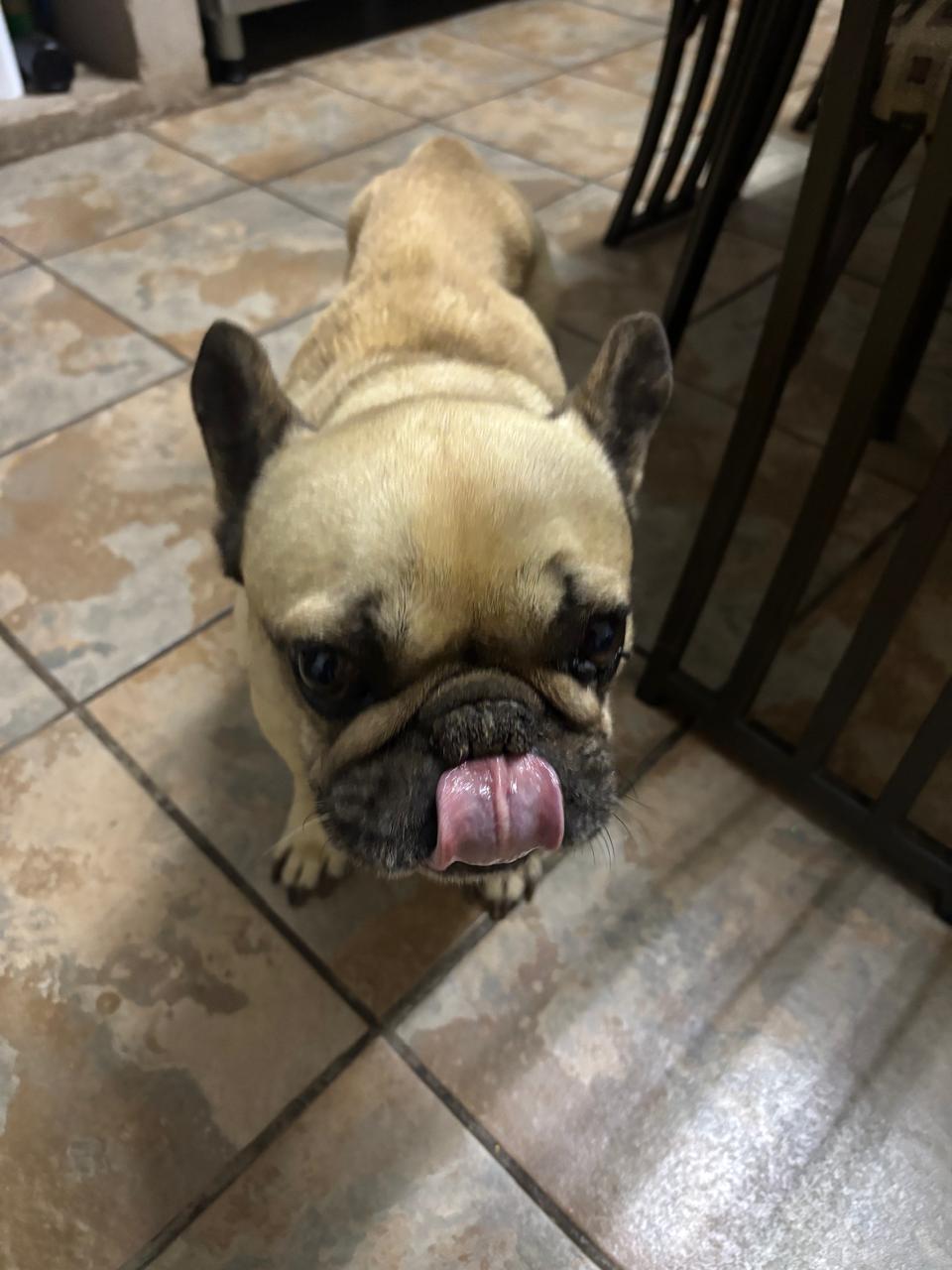 #315 – ALREADY Adopted – Harvey, 8-yr-old French Bulldog, Krugersdorp