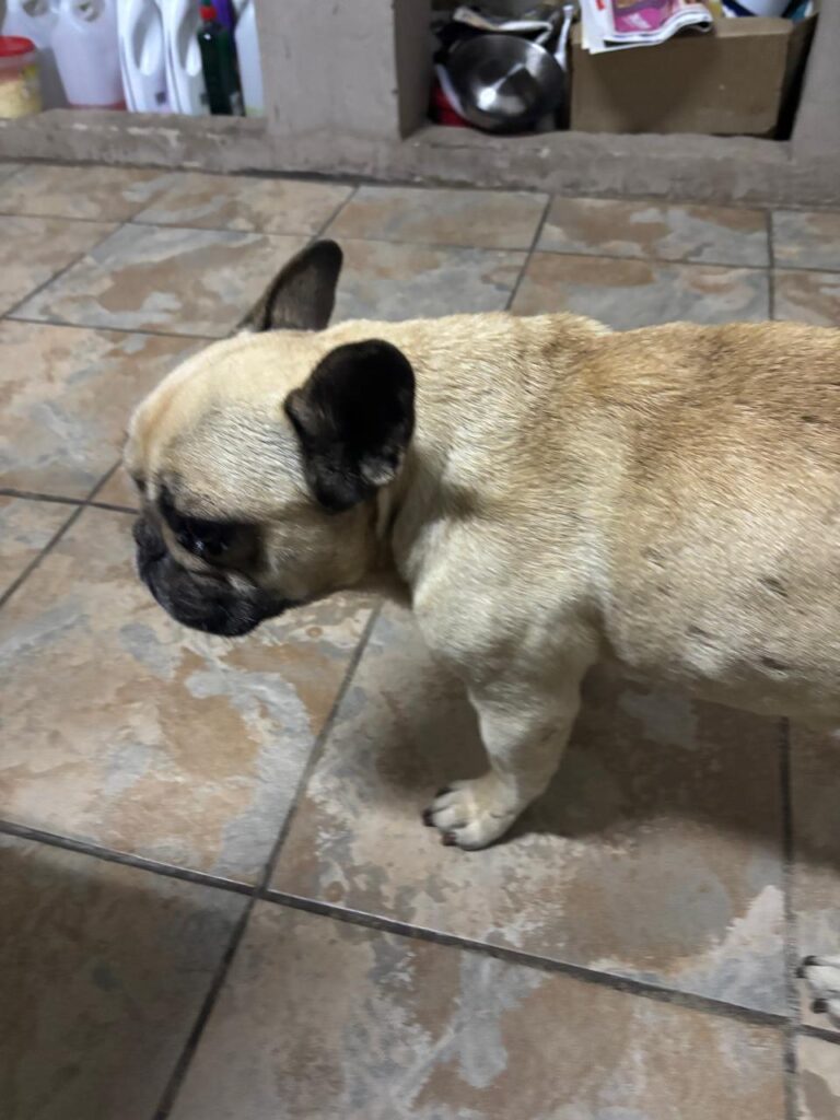 #315 - ALREADY Adopted - Harvey, 8-yr-old French Bulldog, Krugersdorp 1 Harvey French Bulldog from Krugersdorp