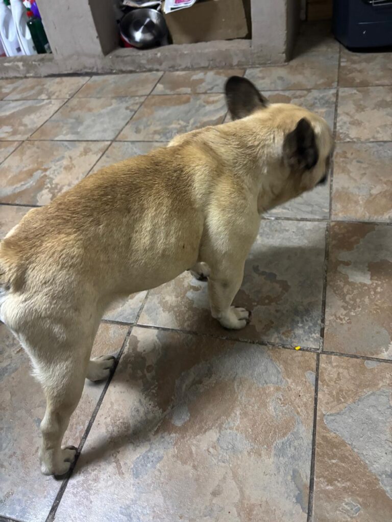 #315 - ALREADY Adopted - Harvey, 8-yr-old French Bulldog, Krugersdorp 2 French Bulldog, needs a new home in Krugersdorp