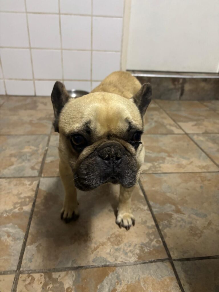 #315 - ALREADY Adopted - Harvey, 8-yr-old French Bulldog, Krugersdorp 3 Gauteng, French Bulldog ready for adoption