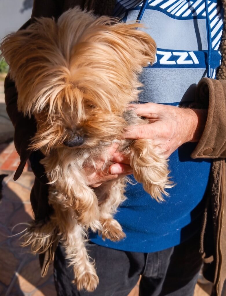 Yorkie Mum posing in Roodepoort to show how her puppies might look one day