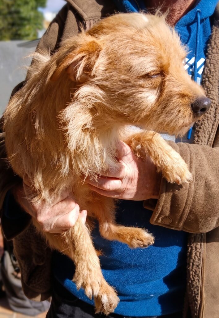 Daddy Scruffy is responsible for the Yorkie mix puppies