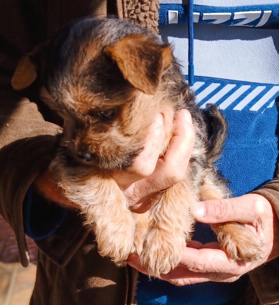 Yorkie mix puppy needs to be rehomed only 8 weeks