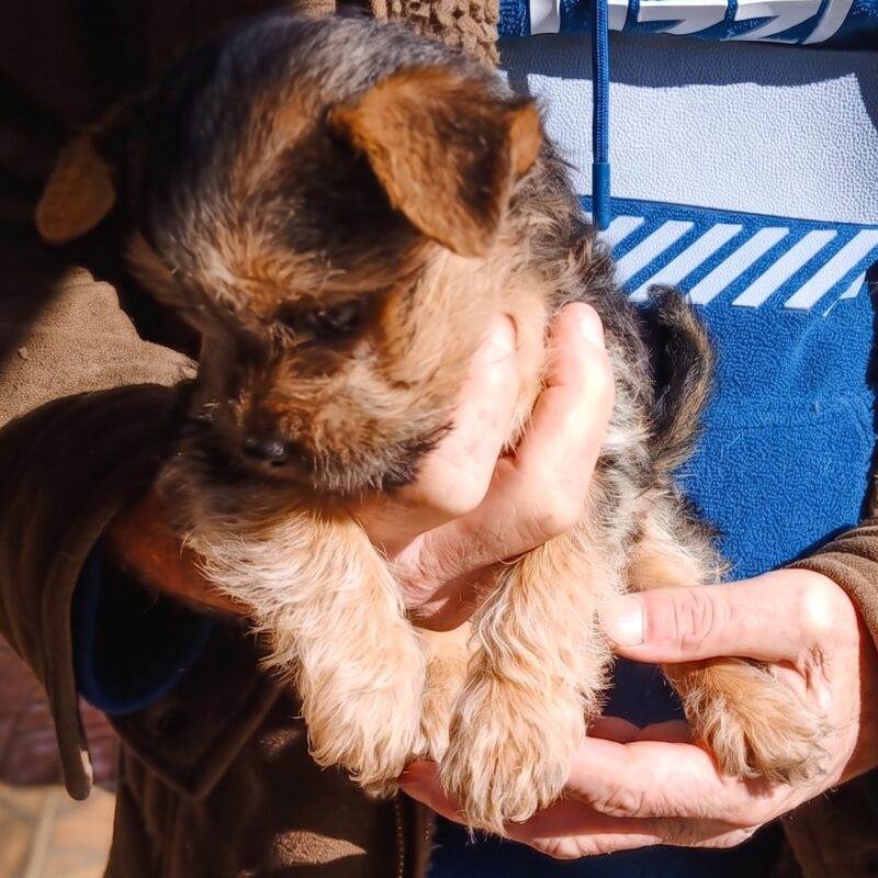 Yorkie mix - Gauteng needs to be adopted
