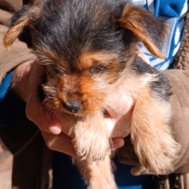 Puppy - Yorkie X, Roodepoort ready for adoption