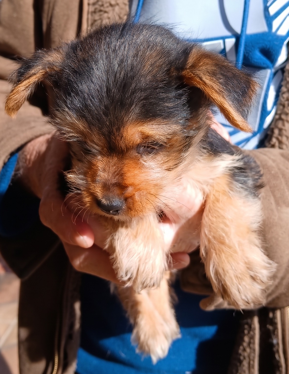 #317 – Adopt – “Nameless Wonder” – 8-week-old male Yorkie X – Roodepoort