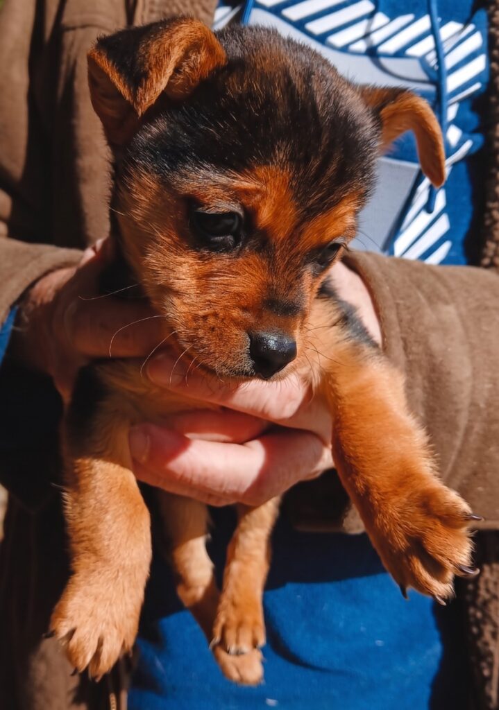 Yorkie Pup mix is from Roodepoort ready for adoption