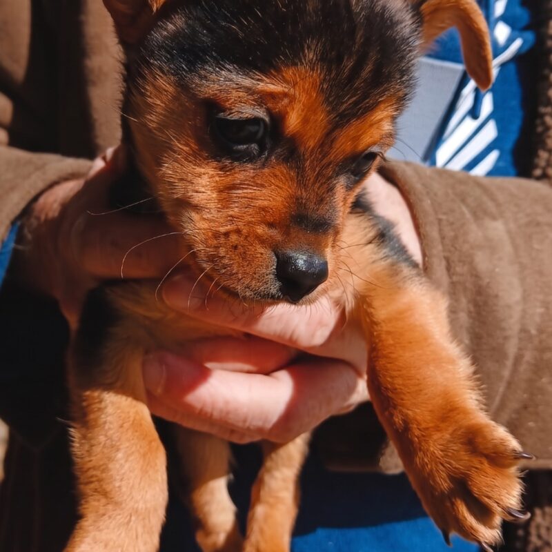 Yorkie Mix 8 weeks pup is looking for a good home in Roodepoort